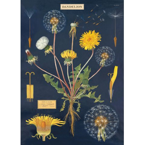Cavallini Geschenkpapier/Poster 50 x 70 cm, dandelion
