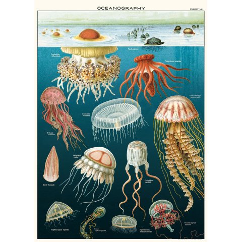 Cavallini Geschenkpapier/Poster 50 x 70 cm, jellyfish