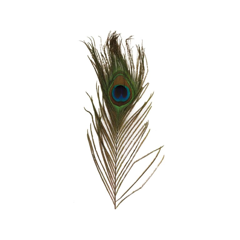 Shop Peacock feathers online at Modulor Online Shop