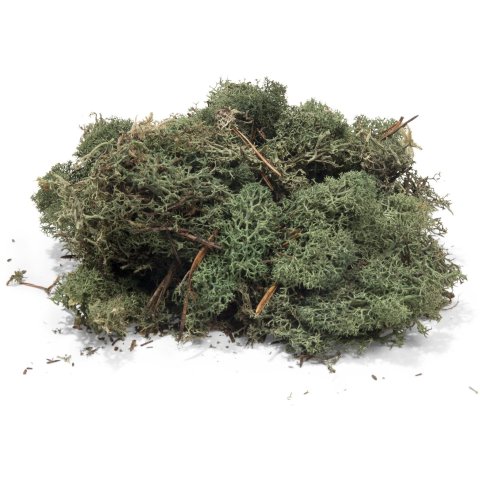 Muschio islandese, morbido, colorato verde oliva, circa 50 g