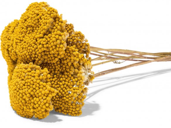 Schafgarbe Achillea, farbig