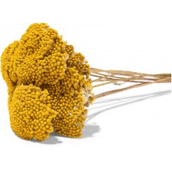 Achillea millefolium, colorata giallo (naturale), collare ca. 100 g circa