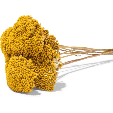 Milenrama (hierba de aquilea), de color amarillo (natural), cuello aprox. 100 g