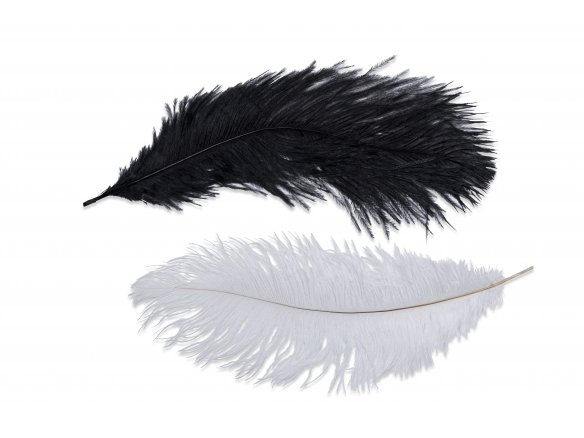 ostrich feathers online
