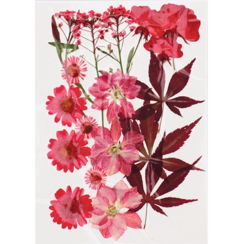 Gepresste Blumen und Blätter 18 Stück, 100 % natürlich, rot